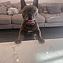 Stitch is registered to the contest to win money with this photo: dog, french_bulldog, pet, indoor, couch, marble_countertop, happy, smiling, front_paws, ears_up, brown_dog, tongue_out, floor, living_room, furniture, domestic_animal, cute, looking_up, playful, canine