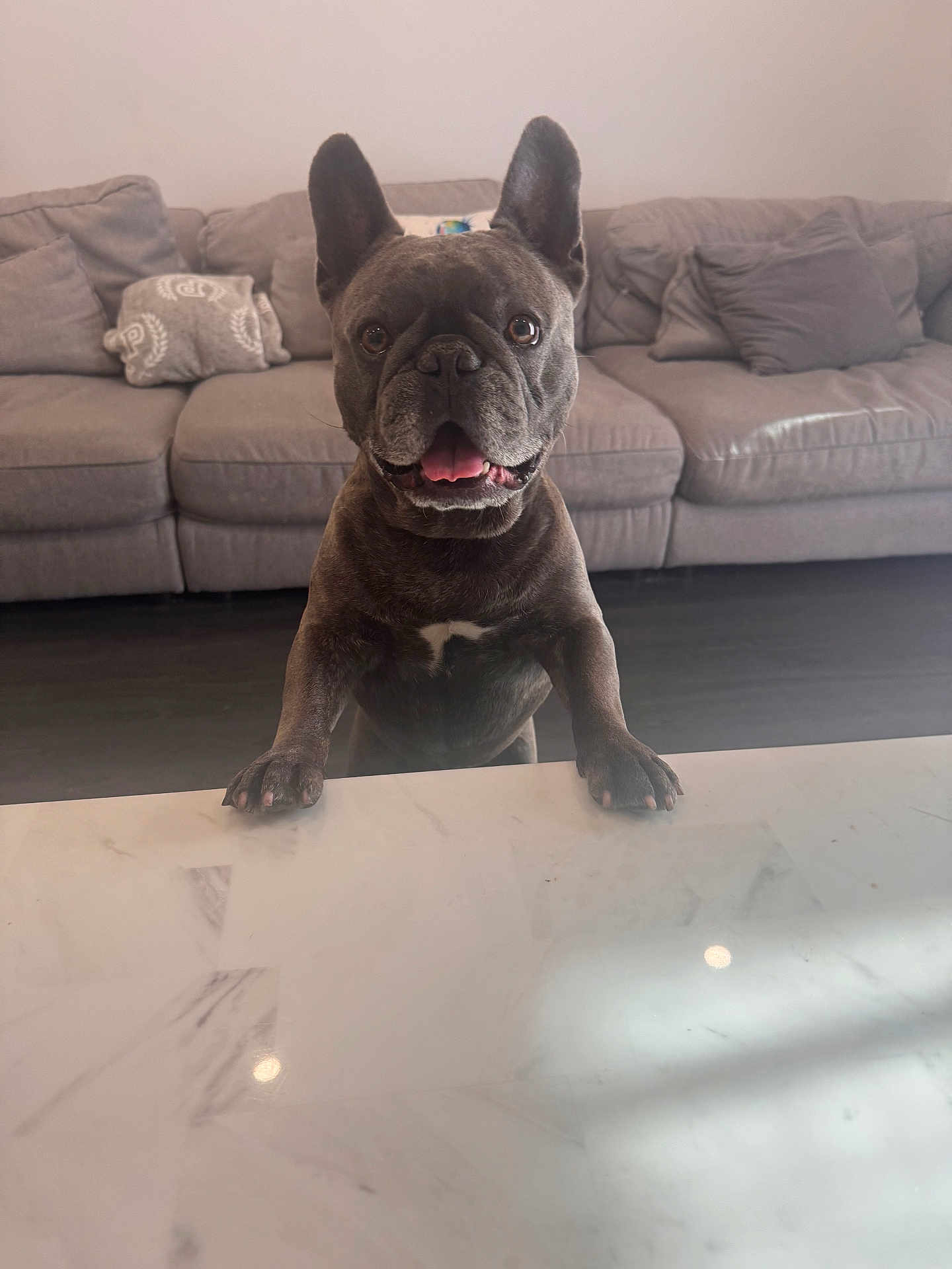 Stitch is registered to the contest to win money with this photo: dog, french_bulldog, pet, indoor, couch, marble_countertop, happy, smiling, front_paws, ears_up, brown_dog, tongue_out, floor, living_room, furniture, domestic_animal, cute, looking_up, playful, canine