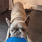 Stitch is registered to the contest to win money with this photo: dog, french_bulldog, toy, blue_toy, indoor, floor, pet_bed, playful, animal, canine, brown_eyes, wrinkled_face, ears_up, close_up, looking_at_camera, playing, pet, domestic, cute, fun