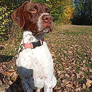 Tao a rejoint le concours — aidez-le/la à gagner de superbes lots ! animal, autumn, brown, canine, collar, daylight, dog, fall, grass, leaf_litter, leaves, nature, outdoor, park, pet, serene, sitting, sunlight, trees, white