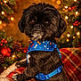 dog, small_dog, black_dog, blue_harness, plaid_blanket, christmas_decorations, pine_cones, red_berries, twinkling_lights, holiday, festive, cozy, indoor, pet, animal, cute, portrait, warm_lighting, fur, seated