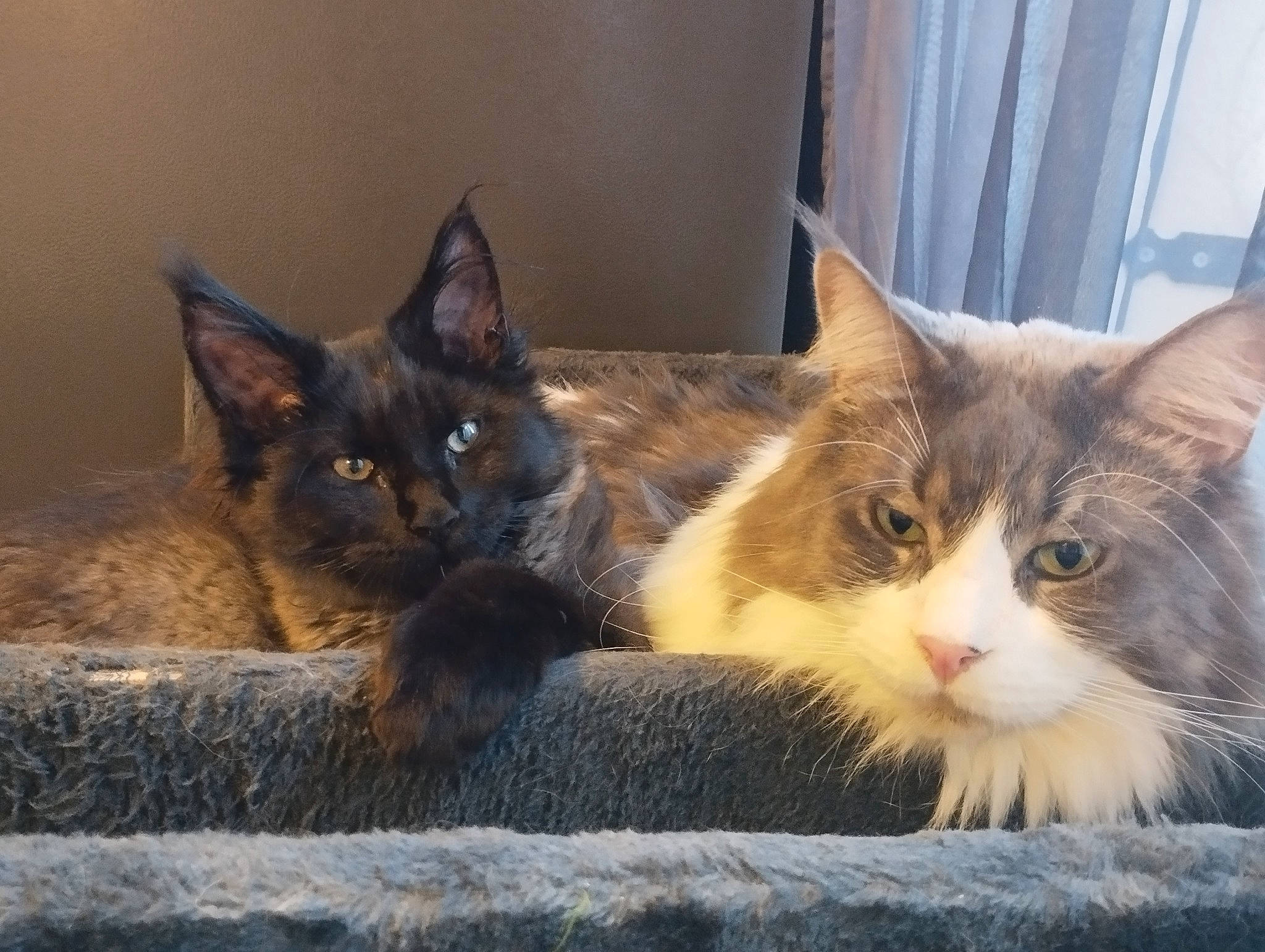 Simba a rejoint le concours — aidez-le/la à gagner de superbes lots ! box, carnivore, cat, cat_furniture, cat_supply, claw, curtain, domestic_short_haired_cat, fawn, felidae, fur, paw, small_to_medium_sized_cats, snout, tail, whiskers, window