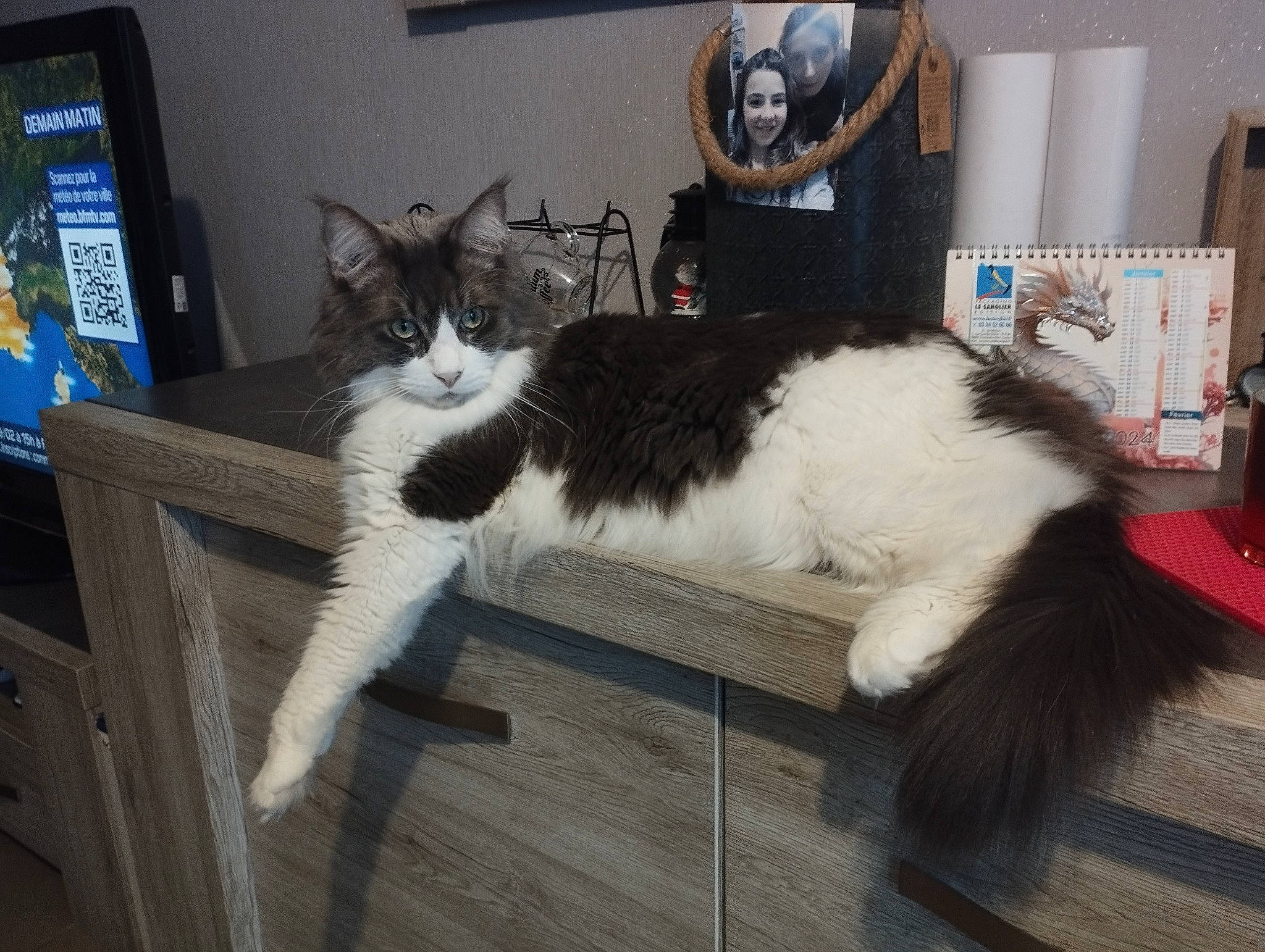 Simba a rejoint le concours — aidez-le/la à gagner de superbes lots ! carnivore, cat, claw, domestic_short_haired_cat, felidae, flooring, fur, hardwood, picture_frame, plant, room, shelf, small_to_medium_sized_cats, tail, terrestrial_animal, whiskers, wood