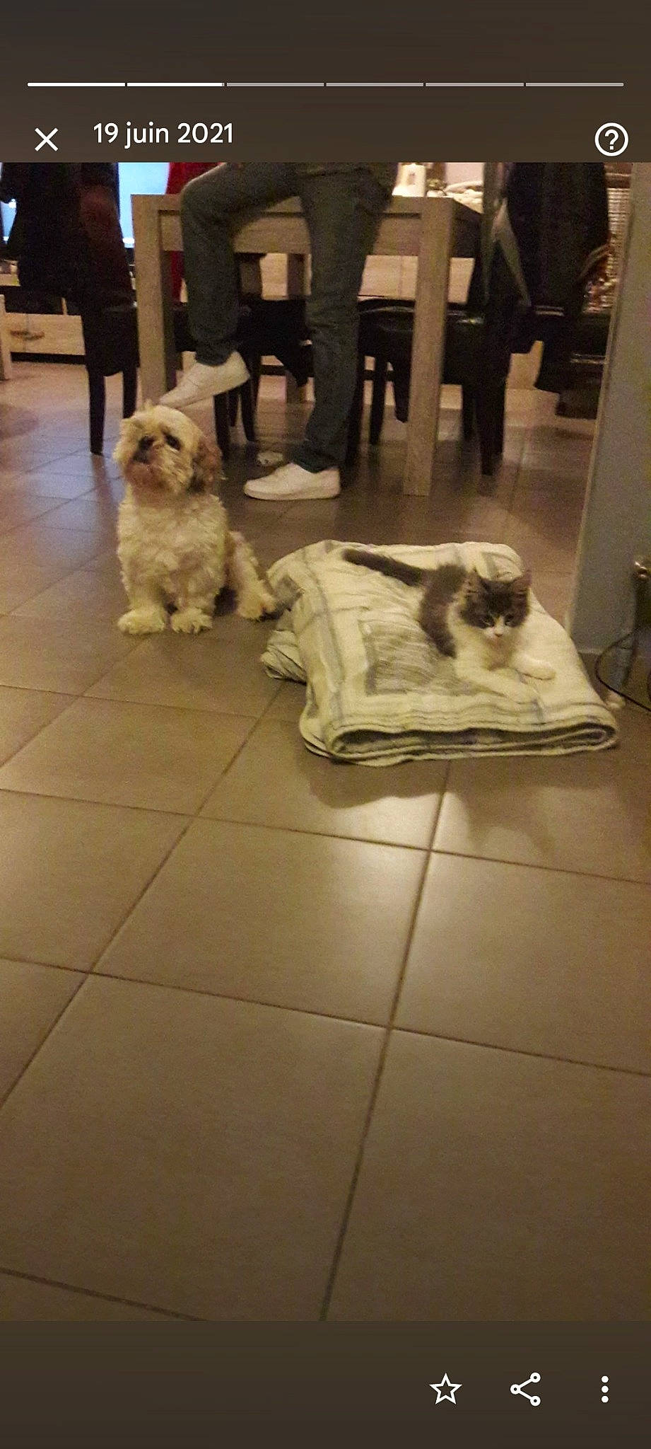 Olaf a rejoint le concours — aidez-le/la à gagner de superbes lots ! carnivore, comfort, companion_dog, dog, dog_breed, dog_supply, fawn, felidae, floor, flooring, fur, hardwood, mammal, pet_supply, sporting_group, terrier, toy_dog, vertebrate, wood, working_animal