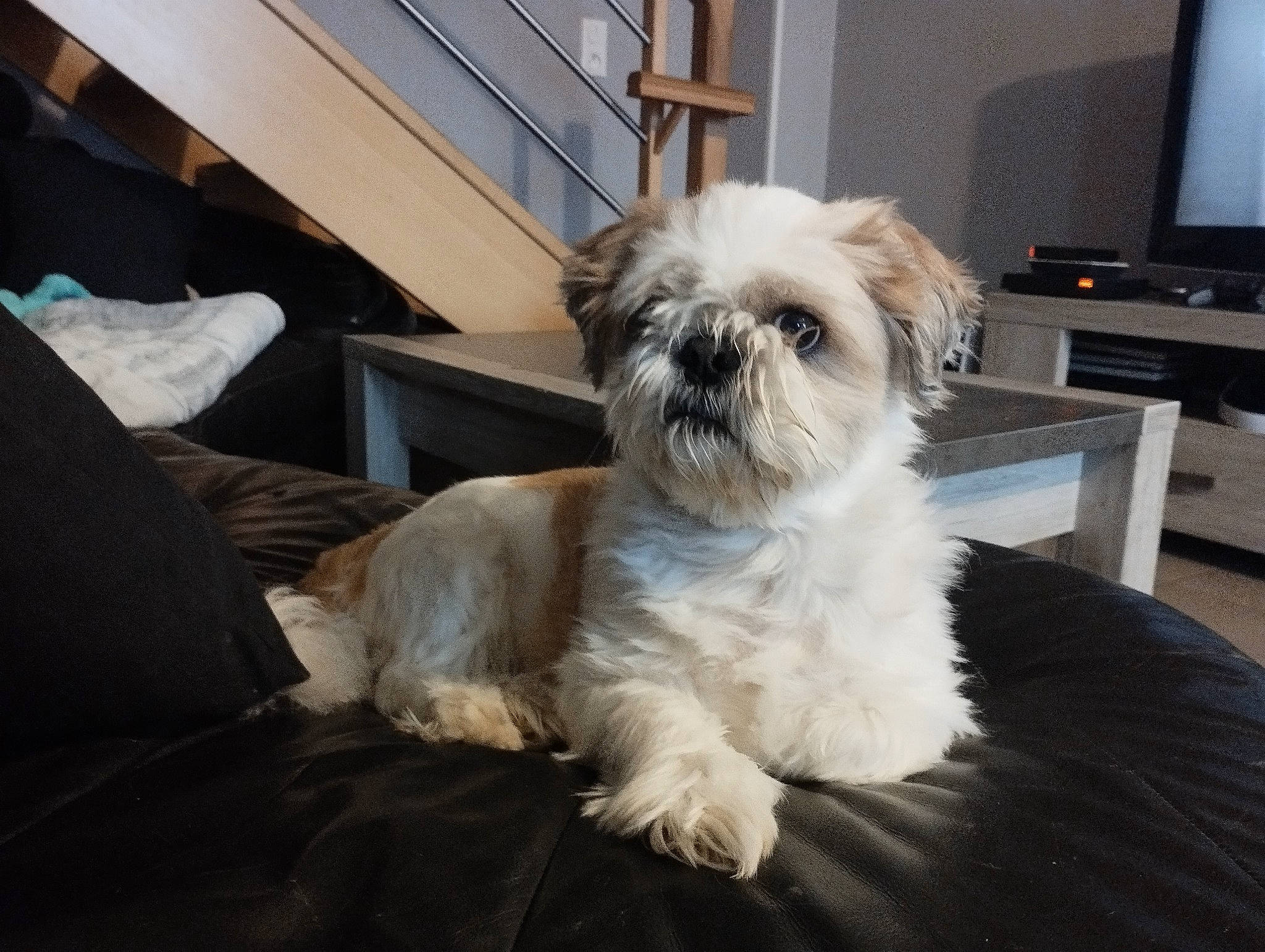 Olaf a rejoint le concours — aidez-le/la à gagner de superbes lots ! carnivore, companion_dog, display_device, dog, dog_breed, fawn, fur, grey, liver, mal_shi, pet_supply, shih_poo, shih_tzu, small_terrier, snout, sporting_group, television, terrier, toy_dog, working_animal