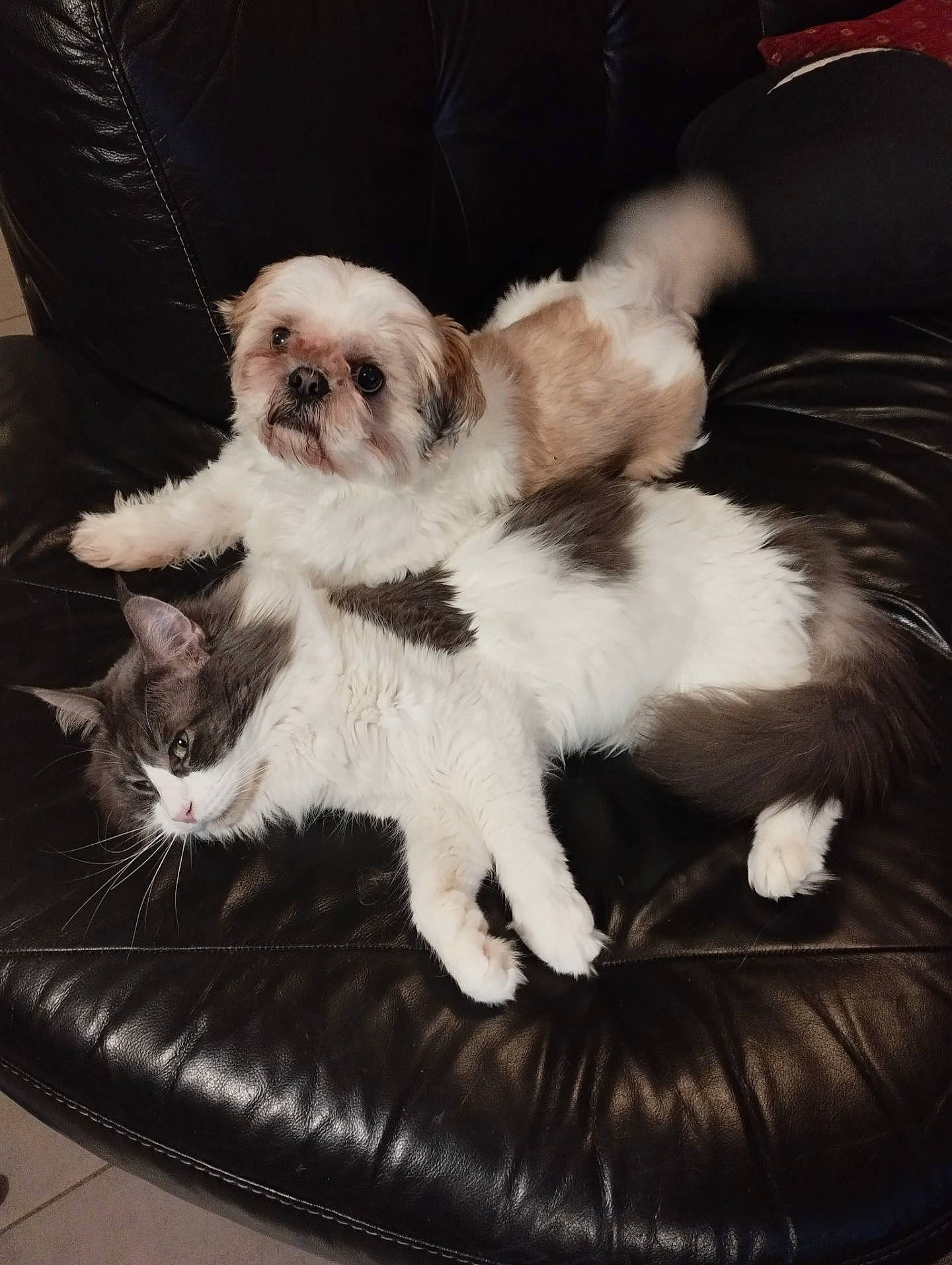 Olaf participe au concours pour gagner de l'argent avec cette photo : canidae, carnivore, chair, comfort, companion_dog, dog, dog_breed, fawn, felidae, fur, lap, paw, small_to_medium_sized_cats, snout, sporting_group, tail, terrier, toy_dog, whiskers, working_animal