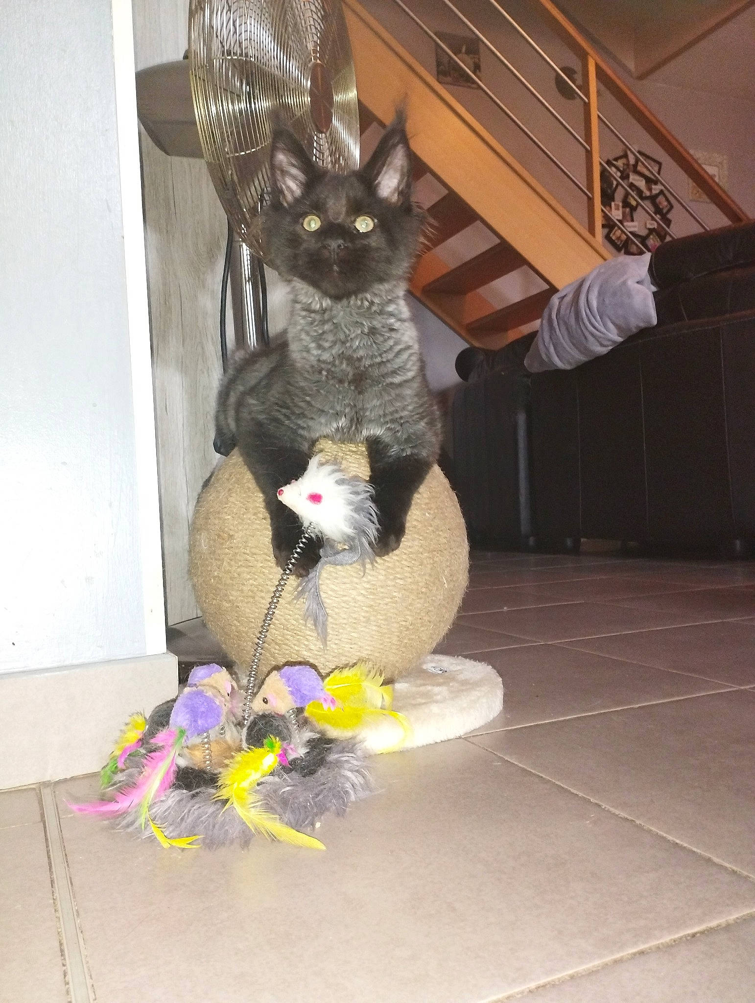 Bagherra a rejoint le concours — aidez-le/la à gagner de superbes lots ! art, black_cat, carnivore, cat, costume, fawn, felidae, flooring, flower, fur, grey, hat, houseplant, sculpture, sink, small_to_medium_sized_cats, stuffed_toy, tail, toy, whiskers