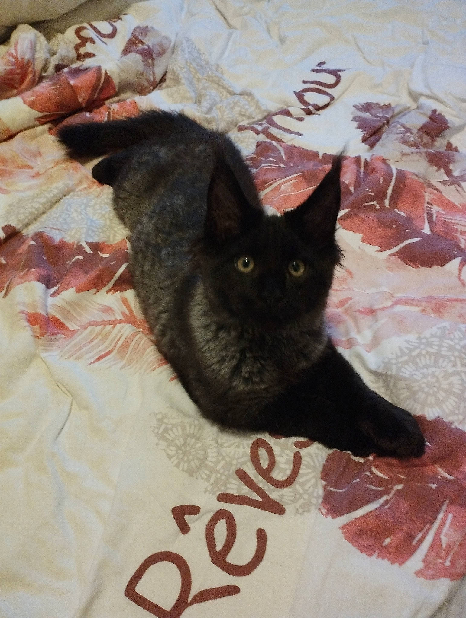 Bagherra participe au concours pour gagner de l'argent avec cette photo : bedding, black_cat, blanket, bombay, brown, carnivore, cat, claw, comfort, domestic_short_haired_cat, felidae, fur, grey, linens, paw, room, small_to_medium_sized_cats, snout, tail, whiskers