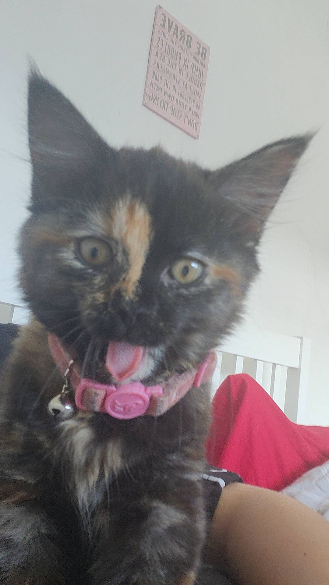 Jessie is registered to the contest to win money with this photo: black_cat, carnivore, cat, claw, comfort, domestic_short_haired_cat, ear, eye, felidae, fur, gesture, jaw, paw, sitting, small_to_medium_sized_cats, snout, tail, terrestrial_animal, whiskers