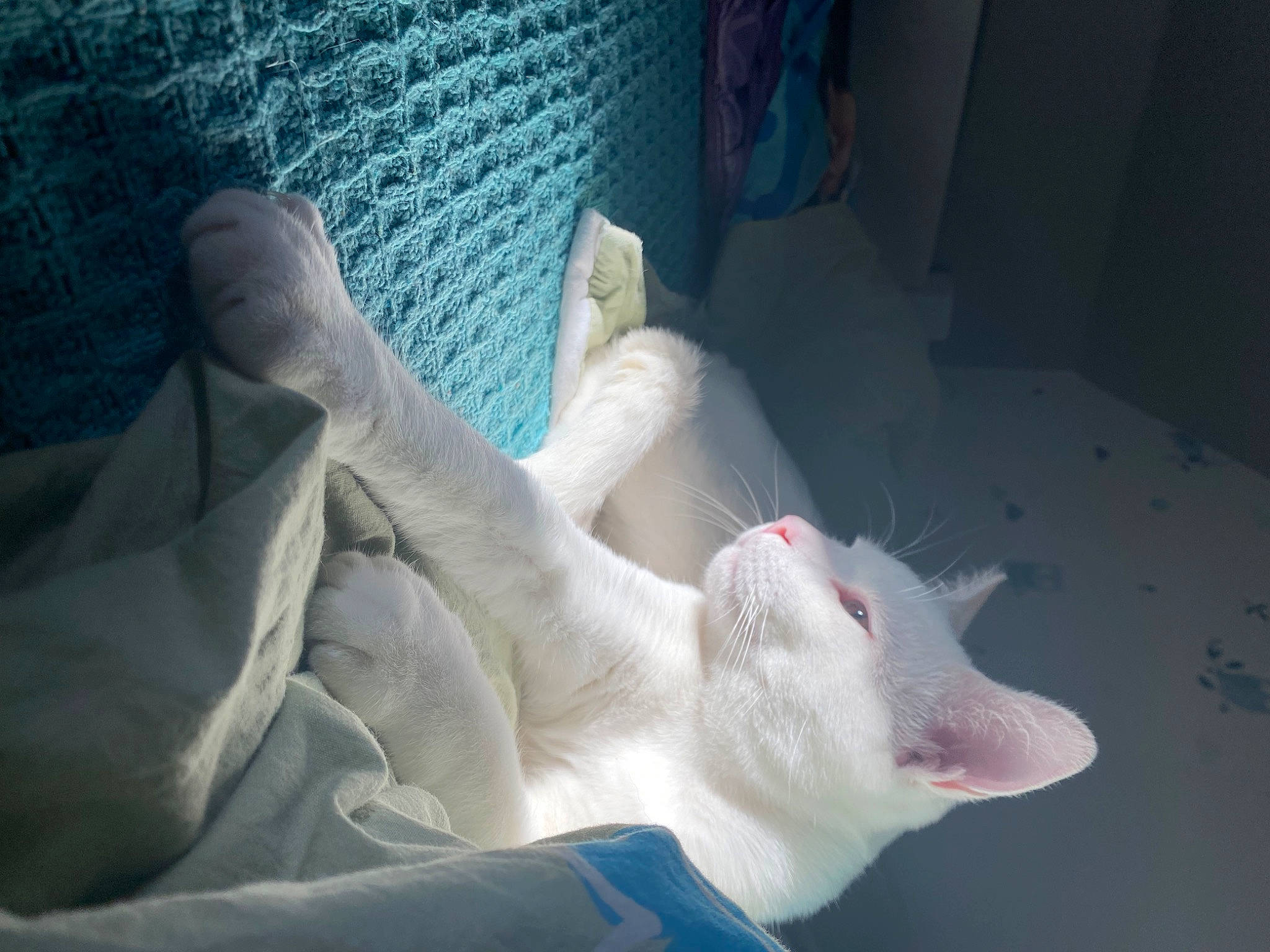 Figaro a rejoint le concours — aidez-le/la à gagner de superbes lots ! bedding, carnivore, cat, claw, comfort, fang, felidae, flesh, foot, fur, human_leg, jaw, linens, nail, paw, small_to_medium_sized_cats, tail, toe, whiskers