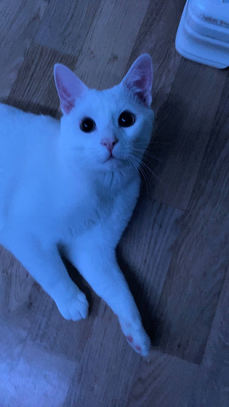 Figaro participe au concours pour gagner de l'argent avec cette photo : carnivore, cat, domestic_short_haired_cat, ear, felidae, fur, paw, small_to_medium_sized_cats, snout, tail, whiskers, wood