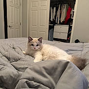 Lincoln joined the competition — help win amazing prizes! animal, bedroom, cat, clothing, comforter, cozy, cream, door, fluffy, fur, furniture, gray, household, indoor, interior, lounging, open_closet, pet, relaxed, sleepy