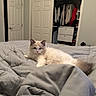 cat, fluffy, bedroom, comforter, gray, cream, fur, indoor, relaxed, lounging, pet, animal, open_closet, clothing, door, furniture, sleepy, cozy, household, interior