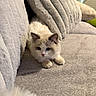 Lincoln joined the competition — help win amazing prizes! animal, cat, comfortable, couch, cozy, curious, cute, domestic, ears, fluffy, furniture, gray, indoor, kitten, paws, pet, resting, soft, whiskers, young