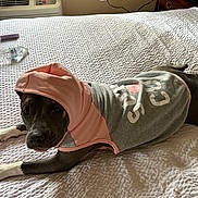 Hunny joined the competition — help win amazing prizes! air_conditioner, animal, bed, brown_dog, comfort, cozy, cute, dog, domestic_animal, expression, fabric, fur, hoodie, household, indoor, pet_clothing, relaxed, resting, water_bottle, wearing_clothes