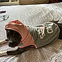 air_conditioner, animal, bed, brown_dog, comfort, cozy, cute, dog, domestic_animal, expression, fabric, fur, hoodie, household, indoor, pet_clothing, relaxed, resting, water_bottle, wearing_clothes