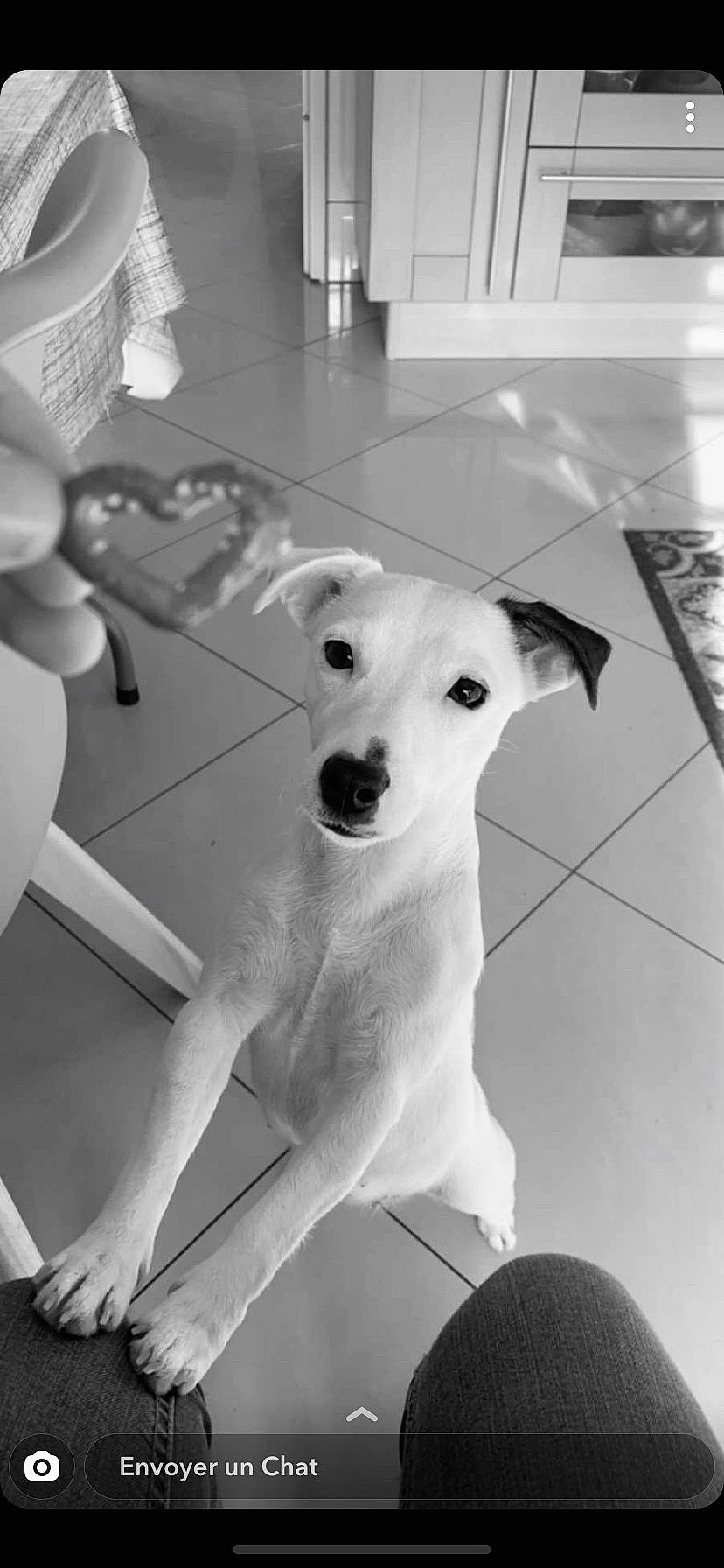 Olia a rejoint le concours — aidez-le/la à gagner de superbes lots ! black, black_and_white, canidae, carnivore, companion_dog, dog, dog_breed, fawn, foot, human_leg, monochrome, monochrome_photography, paw, snout, sporting_group, style, tail, whiskers, white, working_animal