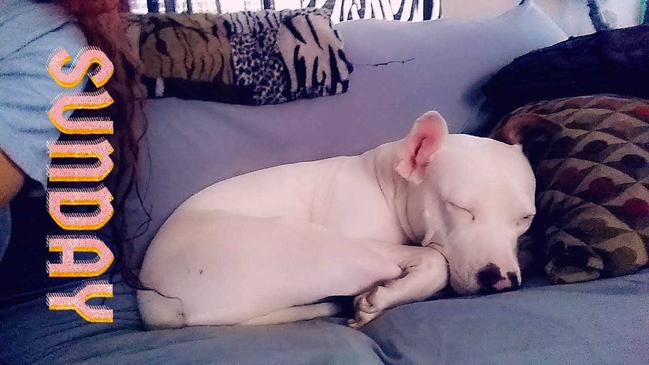 Kassie joined the competition — help win amazing prizes! bedding, canidae, carnivore, chest, comfort, companion_dog, dog, dog_breed, dogo_argentino, fawn, flesh, guard_dog, linens, paw, snout, sporting_group, terrestrial_animal, toy_dog, whiskers, working_animal