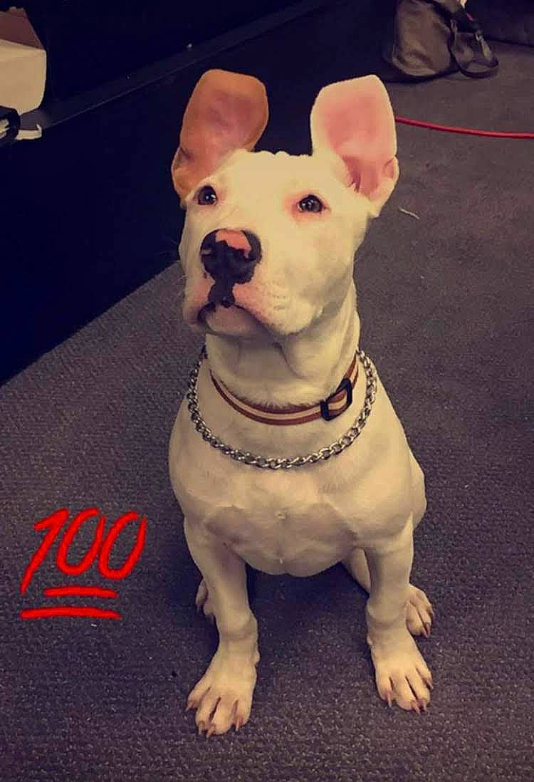 Kassie is registered to the contest to win money with this photo: bull_terrier, bull_terrier_miniature, canidae, carnivore, collar, companion_dog, dog, dog_breed, dog_clothes, dog_collar, dog_supply, fashion_accessory, fawn, head, old_english_terrier, pet_supply, sleeve, snout, toy_dog, working_animal