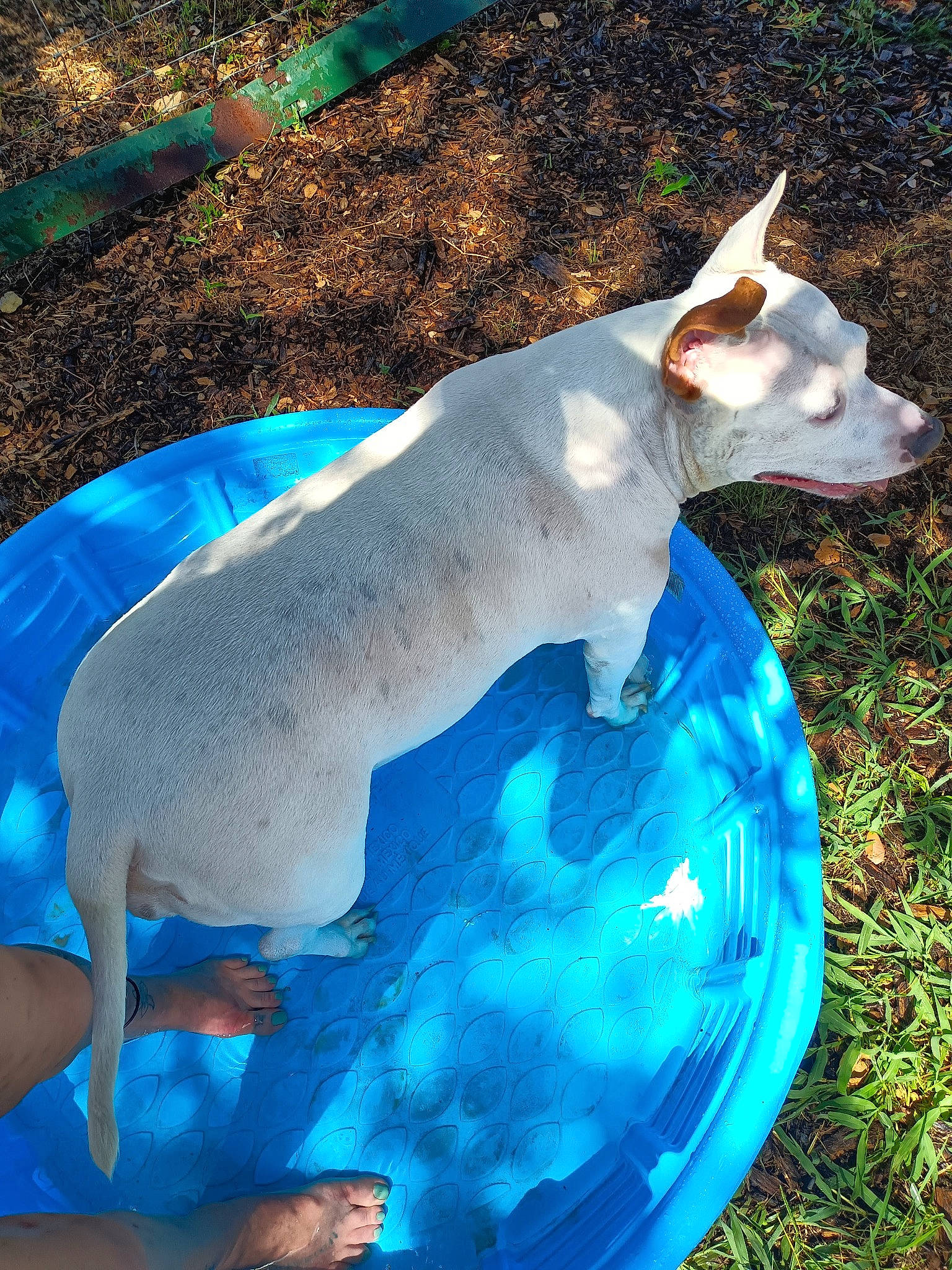 Kassiejoe joined the competition — help win amazing prizes! blue, canidae, carnivore, companion_dog, dog, dog_breed, dog_supply, electric_blue, fawn, grass, non_sporting_group, snout, sporting_group, tail, terrestrial_animal