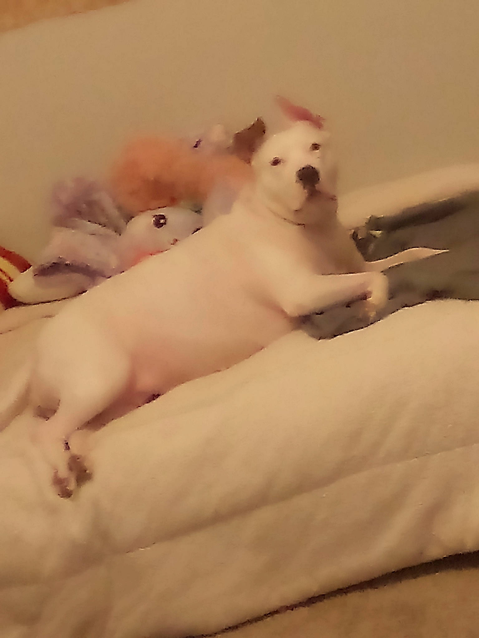 Kassie is registered to the contest to win money with this photo: abdomen, arm, carnivore, chest, comfort, companion_dog, dog, dog_breed, eye, fawn, felidae, hand, human_body, neck, snout, toy, toy_dog, trunk, whiskers, working_animal