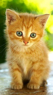 Titours a rejoint le concours — aidez-le/la à gagner de superbes lots ! art, carnivore, cat, claw, close_up, domestic_short_haired_cat, fawn, felidae, fur, paw, photo_caption, small_to_medium_sized_cats, snout, tail, terrestrial_animal, whiskers, wildlife, wood