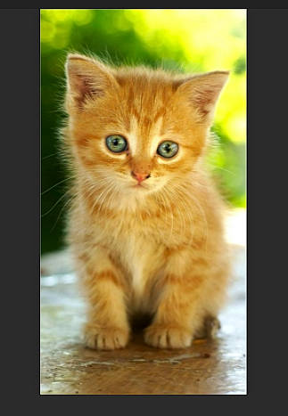 Titours a rejoint le concours — aidez-le/la à gagner de superbes lots ! art, carnivore, cat, claw, domestic_short_haired_cat, fawn, felidae, font, fur, natural_landscape, paw, photo_caption, plant, rectangle, small_to_medium_sized_cats, snout, tail, whiskers, wildlife, wood