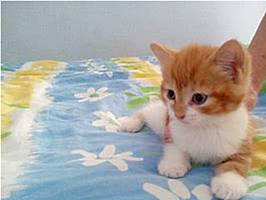 Titours a rejoint le concours — aidez-le/la à gagner de superbes lots ! canidae, carnivore, cat, claw, domestic_short_haired_cat, fawn, felidae, flooring, fur, pattern, paw, photo_caption, rectangle, small_to_medium_sized_cats, snout, tail, terrestrial_animal, toy, whiskers