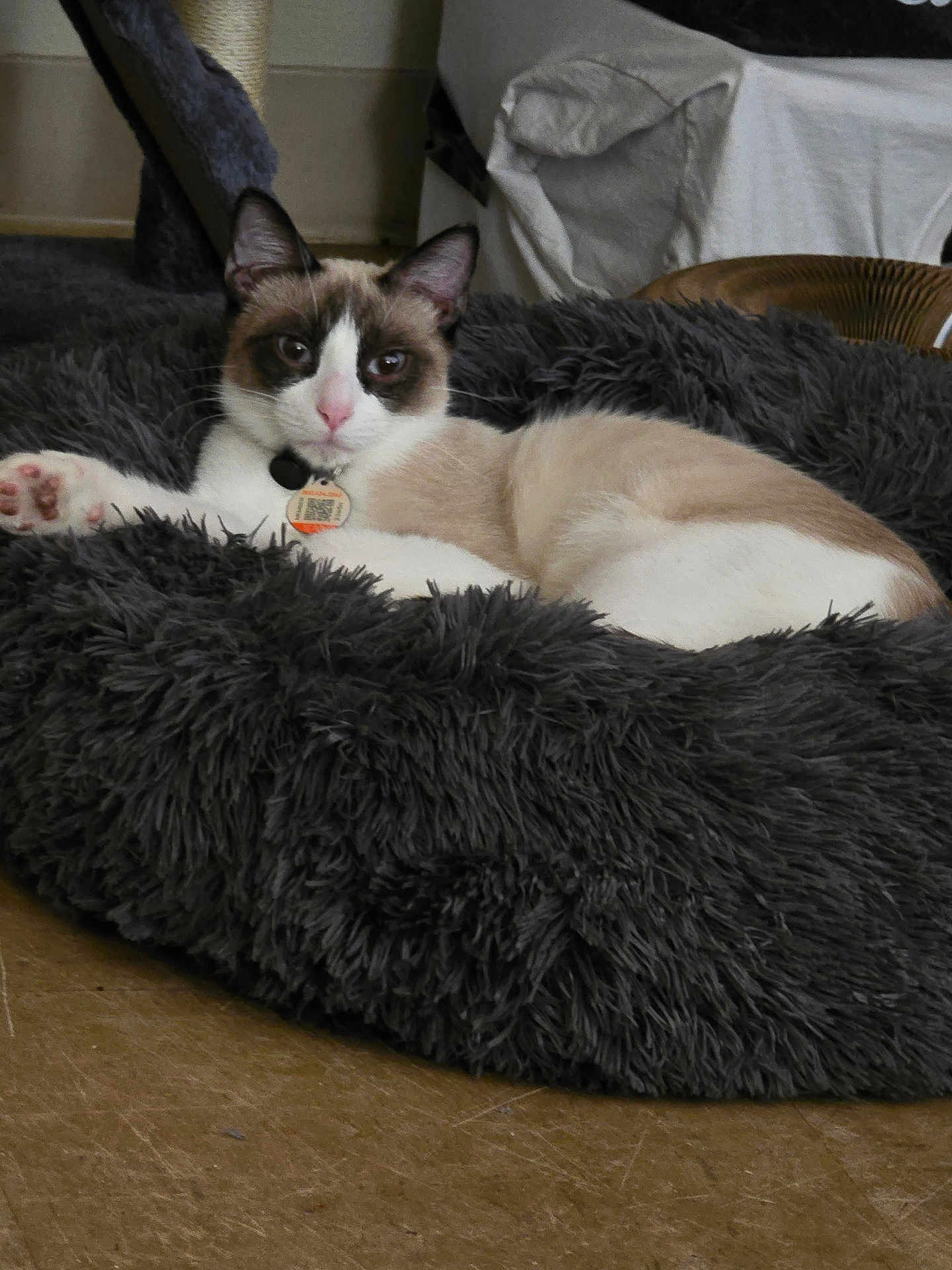 Bandit joined the competition — help win amazing prizes! cat, pet_bed, indoor, relaxed, fur, animal, pink_nose, fluffy, curious, brown_and_white, floor, collar, tag, cozy, feline, resting, looking, ears, whiskers, household