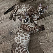 Coco Chanel is registered to the contest to win money with this photo: cat, kitten, bengal_cat, feline, pet, pair, lying_down, wood_floor, indoor, spots, rosettes, blue_eyes, playful, whiskers, paws, fur, adorable, curious, siblings, portrait