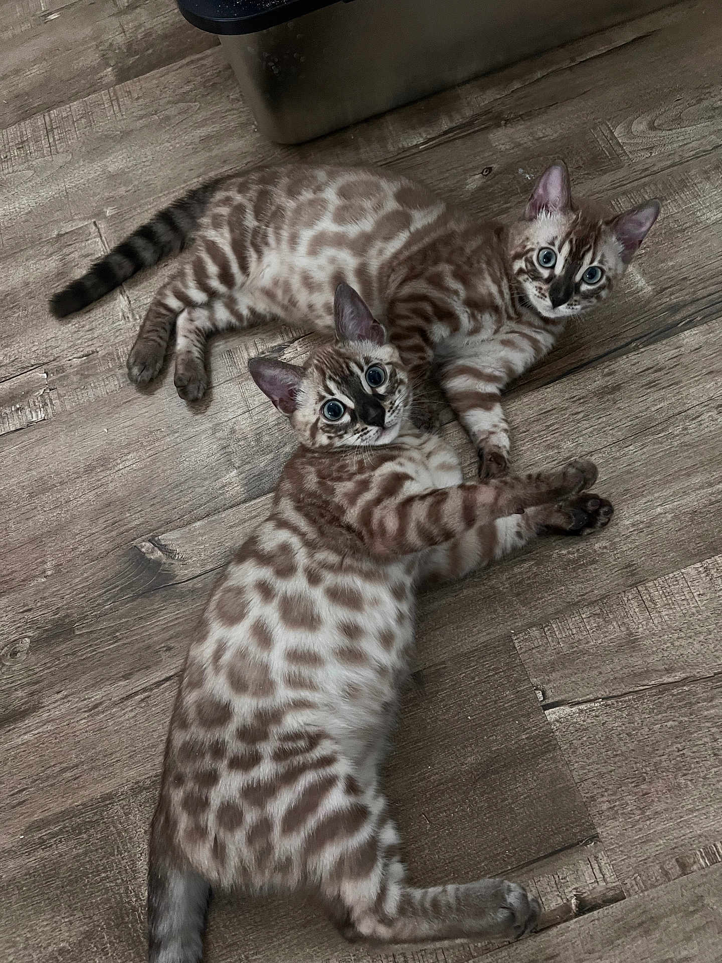 Coco Chanel is registered to the contest to win money with this photo: cat, kitten, bengal_cat, feline, pet, pair, lying_down, wood_floor, indoor, spots, rosettes, blue_eyes, playful, whiskers, paws, fur, adorable, curious, siblings, portrait