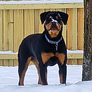 Bella Kay Von joined the competition — help win amazing prizes! dog, rottweiler, snow, outdoor, fence, tree, pet, animal, winter, cold, canine, standing, collar, snowflakes, backyard, nature, alert, portrait, fur, black_and_tan
