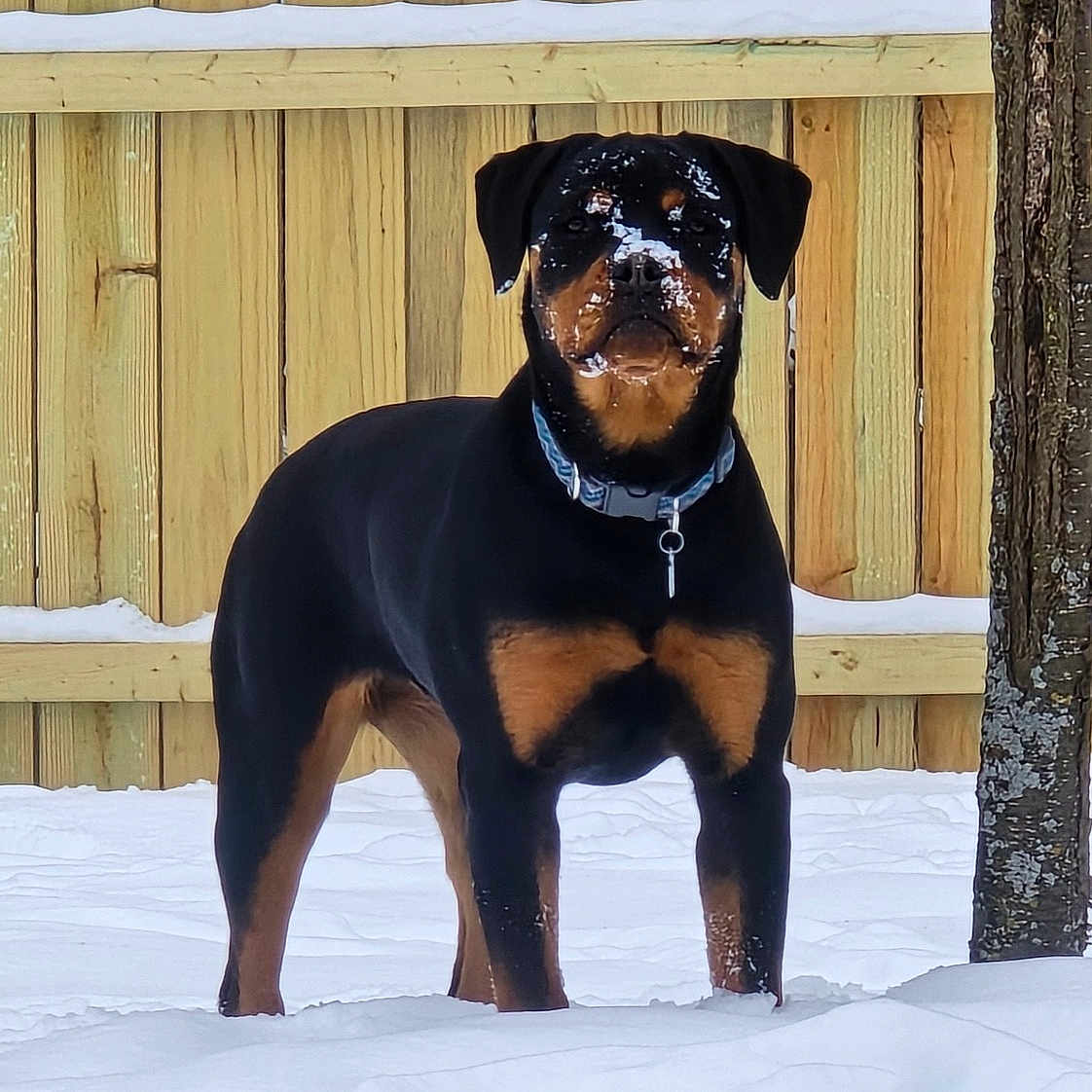 Bella Kay Von joined the competition — help win amazing prizes! alert, animal, backyard, black_and_tan, canine, cold, collar, dog, fence, fur, nature, outdoor, pet, portrait, rottweiler, snow, snowflakes, standing, tree, winter
