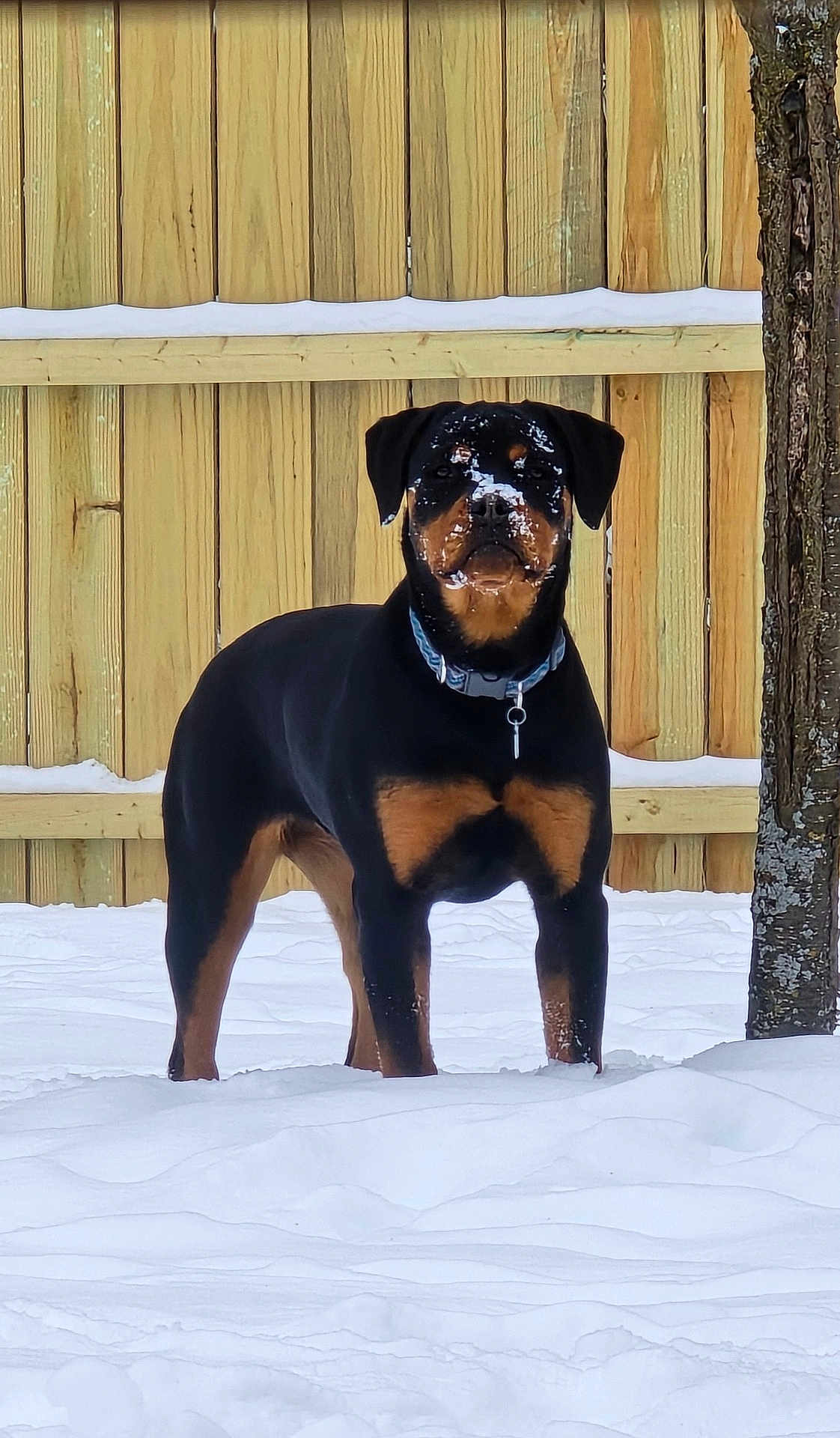 Bella Kay Von joined the competition — help win amazing prizes! dog, rottweiler, snow, outdoor, fence, tree, pet, animal, winter, cold, canine, standing, collar, snowflakes, backyard, nature, alert, portrait, fur, black_and_tan