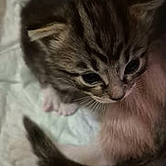 Mochi is registered to the contest to win money with this photo: kitten, cat, tabby, pet, feline, whiskers, eyes, paw, tail, fur, close_up, portrait, indoor, blanket, soft, newborn, adorable, cute, small, domestic_animal