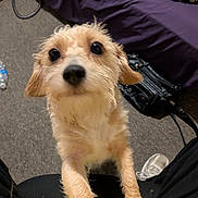 Toby is registered to the contest to win money with this photo: puppy, dog, golden_fur, scruffy_fur, floppy_ears, large_eyes, black_nose, pet, animal, portrait, close_up, indoors, carpet, purple_blanket, yellow_clothing, shoe, bag, cables, sitting, cute