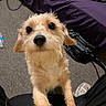 puppy, dog, golden_fur, scruffy_fur, floppy_ears, large_eyes, black_nose, pet, animal, portrait, close_up, indoors, carpet, purple_blanket, yellow_clothing, shoe, bag, cables, sitting, cute