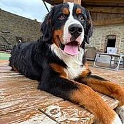 Volt a rejoint le concours — aidez-le/la à gagner de superbes lots ! dog, bernese_mountain_dog, tongue_out, wooden_deck, outdoor, stone_wall, patio, happy, pet, canine, resting, fur, black_fur, brown_fur, white_fur, animal, large_dog, house, daytime, tongue