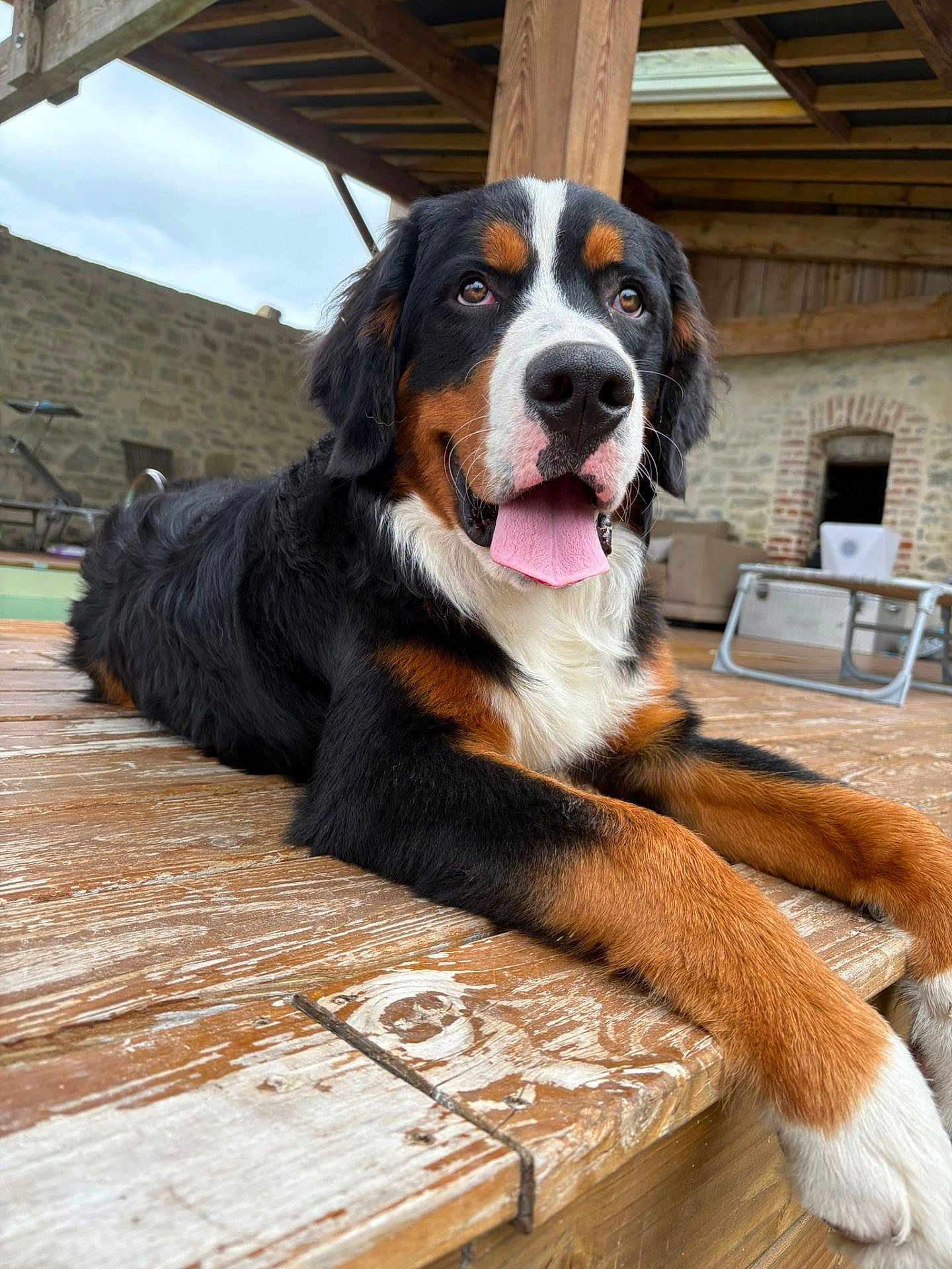 Volt a rejoint le concours — aidez-le/la à gagner de superbes lots ! dog, bernese_mountain_dog, tongue_out, wooden_deck, outdoor, stone_wall, patio, happy, pet, canine, resting, fur, black_fur, brown_fur, white_fur, animal, large_dog, house, daytime, tongue