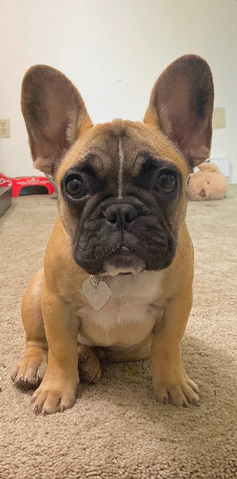 Beans is registered to the contest to win money with this photo: ancient_dog_breeds, bulldog, canidae, carnivore, companion_dog, dog, dog_breed, ear, fawn, flooring, grass, molosser, non_sporting_group, snout, sporting_group, terrestrial_animal, toy_dog, whiskers, working_animal, wrinkle