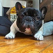 Jean Claude a rejoint le concours — aidez-le/la à gagner de superbes lots ! french_bulldog, dog, pet, indoor, wooden_floor, close_up, ears, paws, black_and_white, curious, home_decor, cushion, vintage_sign, floor, animal, canine, laying_down, portrait, looking_at_camera, domestic