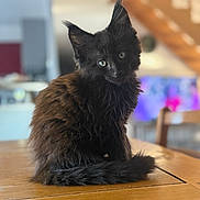 Athos a rejoint le concours — aidez-le/la à gagner de superbes lots ! cat, kitten, black_cat, fur, whiskers, ears, table, wood, indoor, pet, animal, domestic_animal, cute, curious, sitting, feline, home, blurred_background, closeup, young_cat