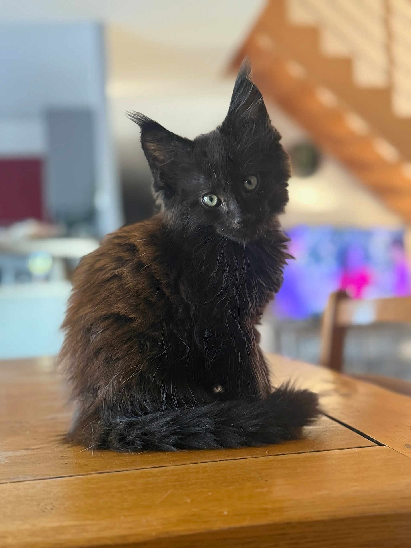 Athos a rejoint le concours — aidez-le/la à gagner de superbes lots ! cat, kitten, black_cat, fur, whiskers, ears, table, wood, indoor, pet, animal, domestic_animal, cute, curious, sitting, feline, home, blurred_background, closeup, young_cat