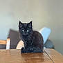 Athos a rejoint le concours — aidez-le/la à gagner de superbes lots ! animal, black_cat, blurred_background, calm, cute, domestic_cat, ears, eyes, face, furniture, furry, home, indoor, kitten, pet, sitting, small, table, wood, wooden_table