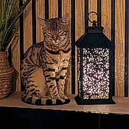 Athéna participe au concours pour gagner de l'argent avec cette photo : cat, striped_cat, lantern, light, glowing, wooden_wall, indoor, decor, vase, plant, feline, sitting, striped, cozy, warm_light, night, shadow, table, ornament, relaxing