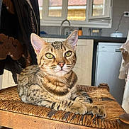 Athéna participe au concours pour gagner de l'argent avec cette photo : cat, chair, countertop, domestic, faucet, green_eyes, home, indoor, kitchen, paws, pet, portrait, relaxed, sink, sitting, tabby_cat, whiskers, wicker_chair, window, wooden_furniture