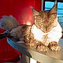 Zeus participe au concours pour gagner de l'argent avec cette photo : animal, cat, closeup, curved_surface, feline, fluffy_tail, fur, home, indoor, mammal, orange_light, paw, pet, portrait, red_wall, relaxed, sunlight, table, whiskers, window