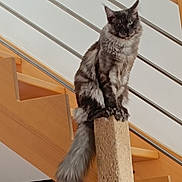 Zeus participe au concours pour gagner de l'argent avec cette photo : animal, cat, claws, curious, domestic, ears, feline, fluffy, fur, home_interior, house, indoor, long_tail, looking_down, modern, perched, pet, scratching_post, stairs, wood