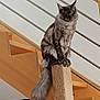 animal, cat, claws, curious, domestic, ears, feline, fluffy, fur, home_interior, house, indoor, long_tail, looking_down, modern, perched, pet, scratching_post, stairs, wood