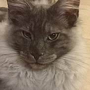 Zeus participe au concours pour gagner de l'argent avec cette photo : abyssinian, angora, animal, blackcat, brasssection, cat, face, gray, head, horn, kitten, manx, musicalinstrument, person, pet, siamese, snout